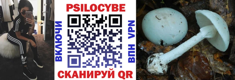 Галлюциногенные грибы Magic Shrooms  купить закладку  Гвардейск 